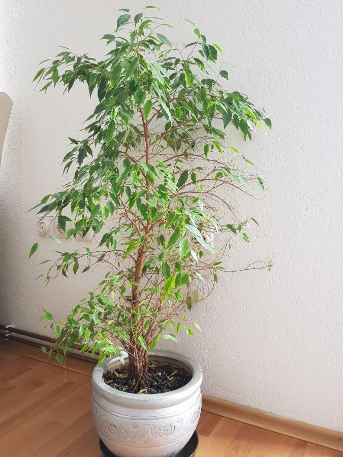 Séjour chez l'habitant Visoko Homestay